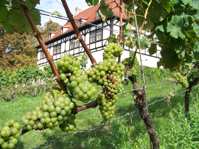  Lors d'une randonnée à travers l'Oberlößnitz, Radebeul se montre sous son plu... 